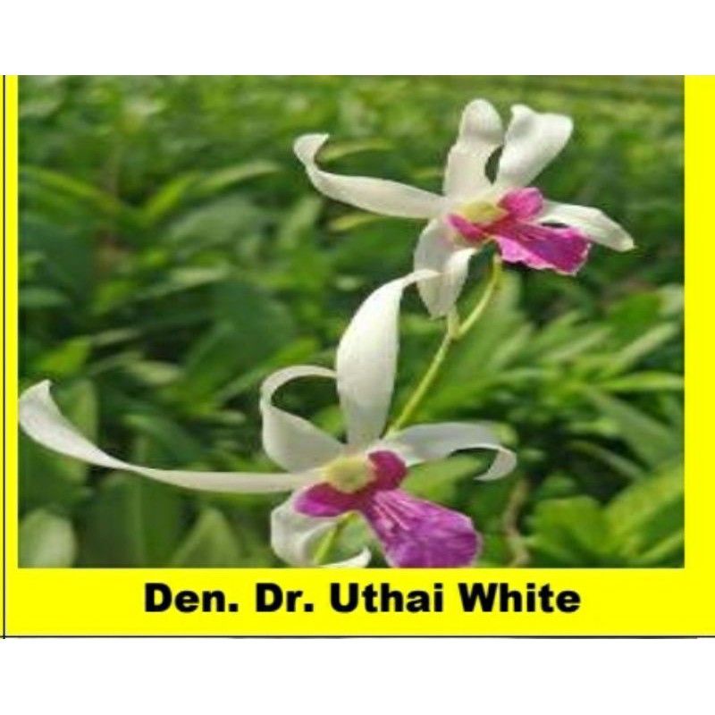 Anggrek Dendrobium Dr Uthai White Dewasa