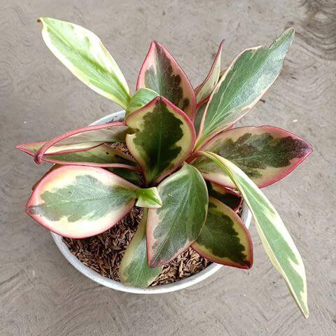 Peperomia Clussifiola - Tanaman Hias