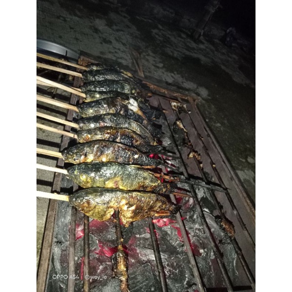 

ikan baakar
