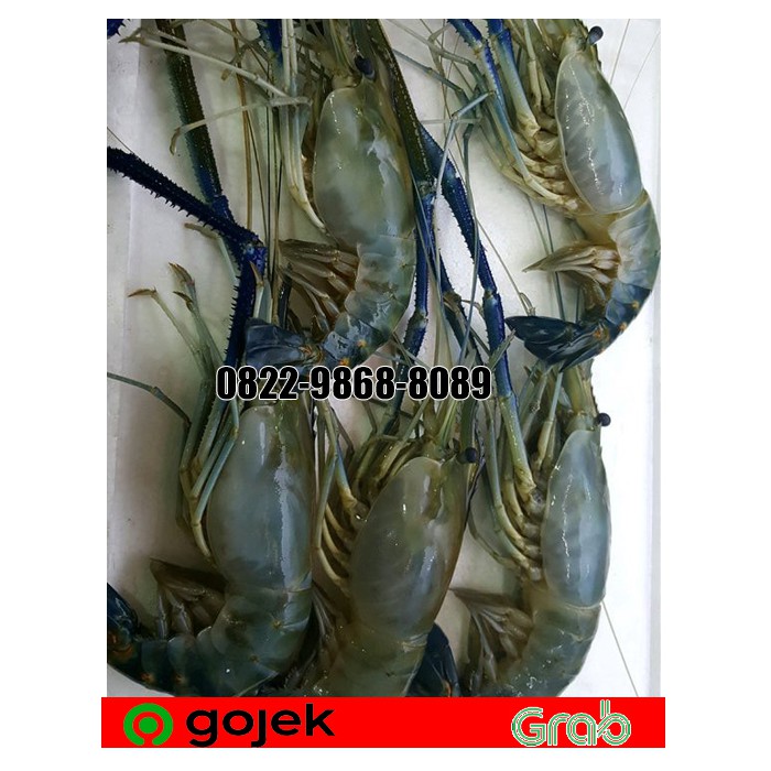 PROMO UDANG GALAH 1 KG ISI SEKITAR 10-15 EKOR / UDANG GALAH SEGAR