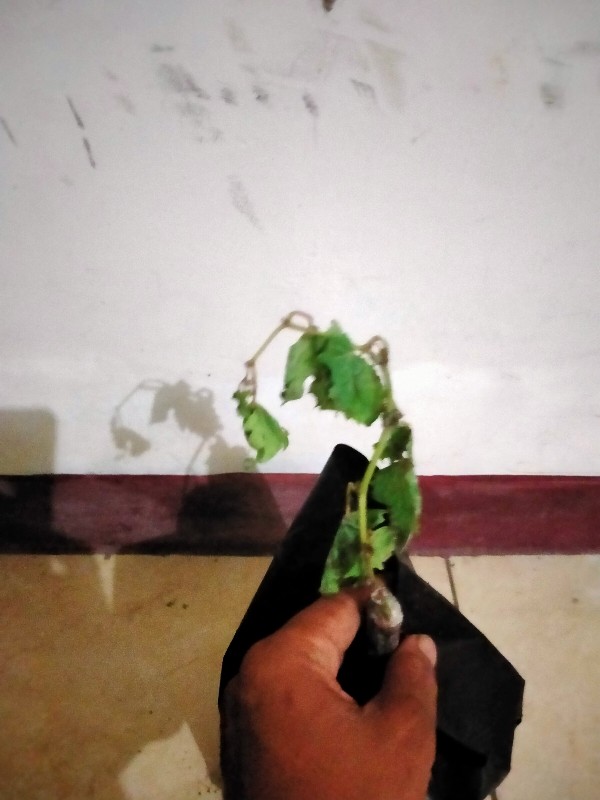 Bibit Anggur Taldun Valid