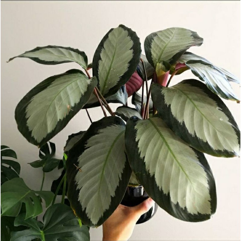 calathea picturata maranta silver kalatea silver garis hijau