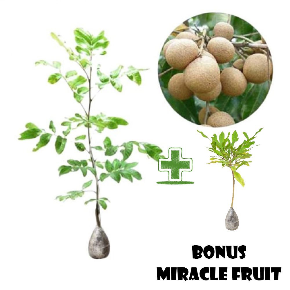 Bibit Kelengkeng Kristal BONUS Miracle Fruit