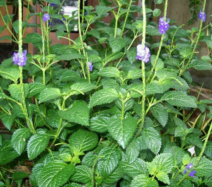 

100 gram Daun Pecut Kuda / Jarong Yu long Bian Segar TERLARIS