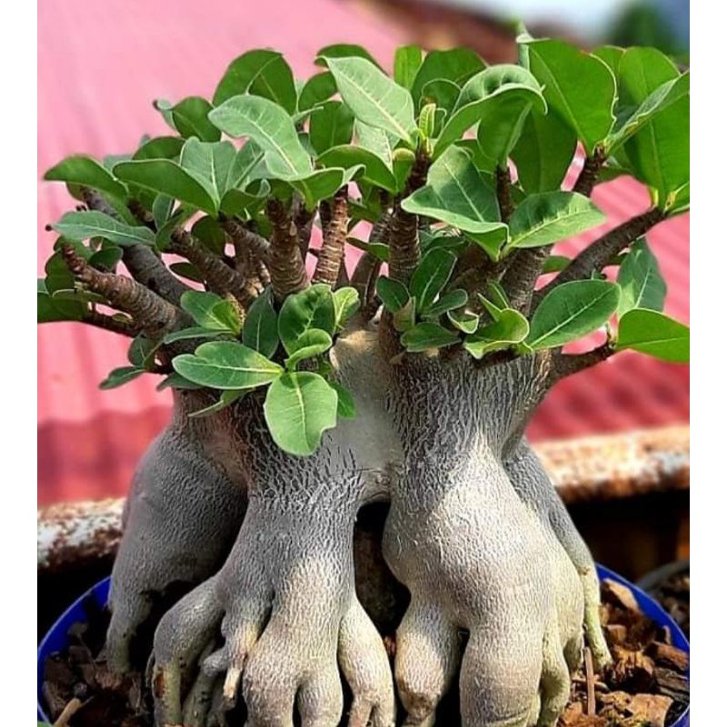 Adenium Arabicum Black Ship