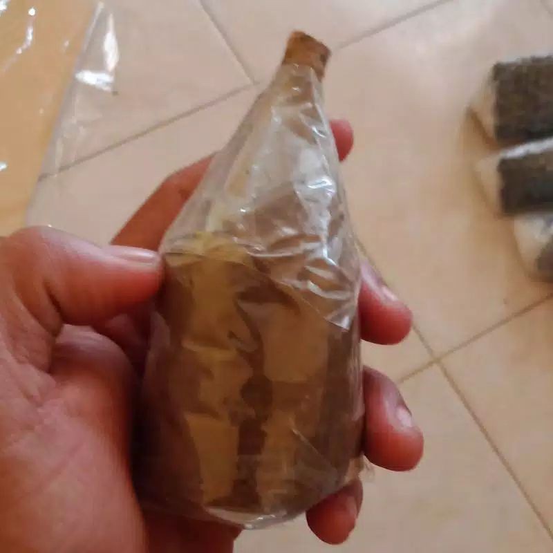 bonggol aglonema lotus deligh