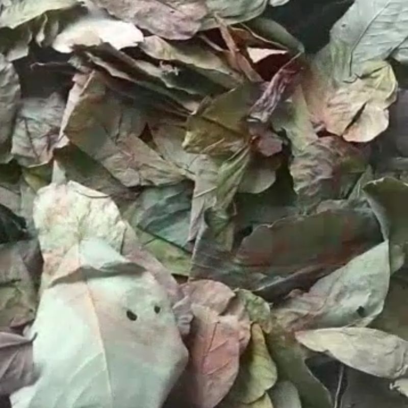 DAUN KETEPENG CINA KERING  500 GRAM