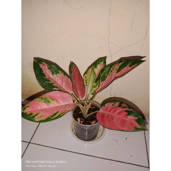 AGLONEMA KOCHIN HELLO KITTY