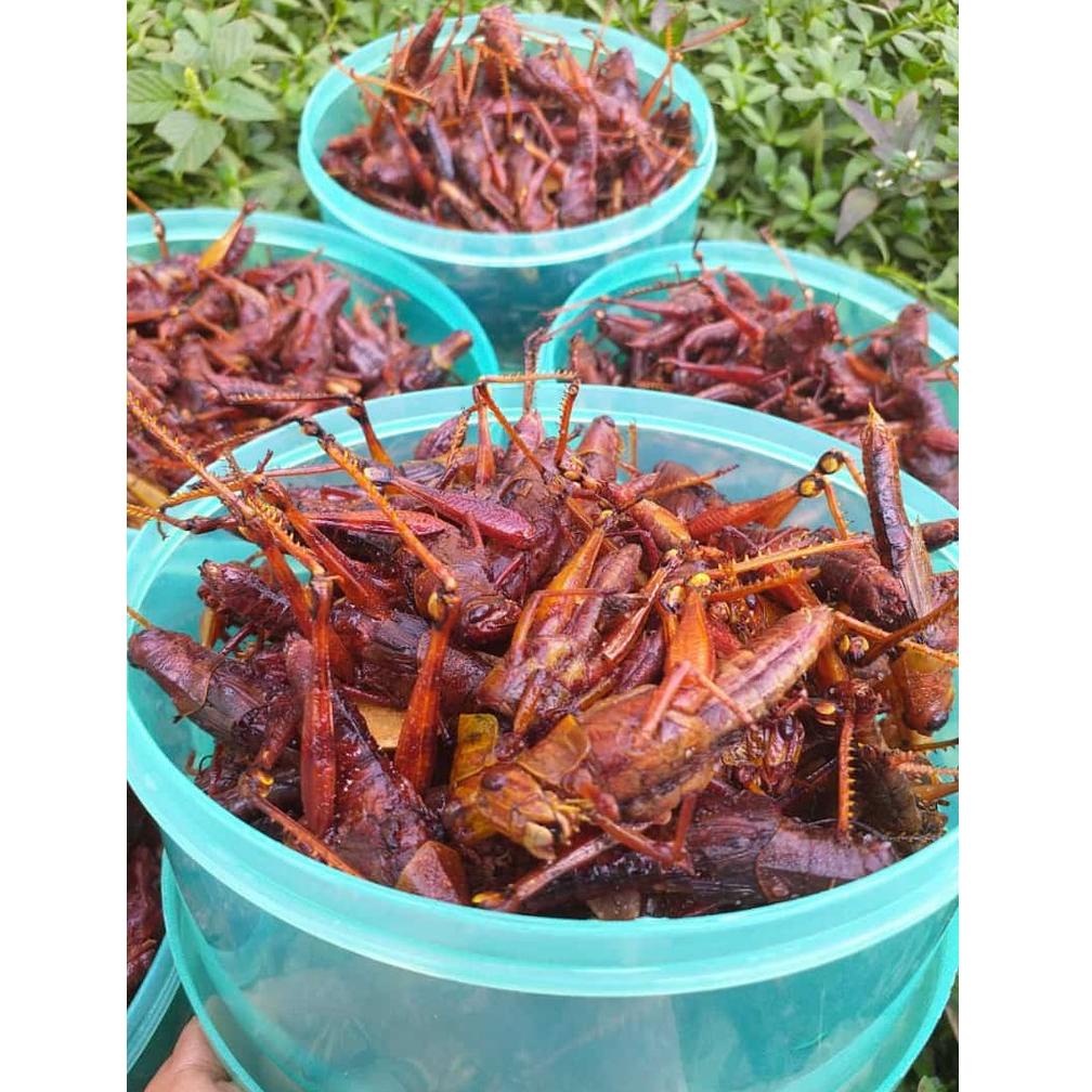 

va✸Stok Banyak➤ [BISA COD] WALANG/BELALANG GORENG BESAR 82 ✸