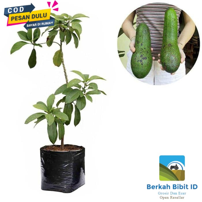 Bibit Alpukat Aligator super