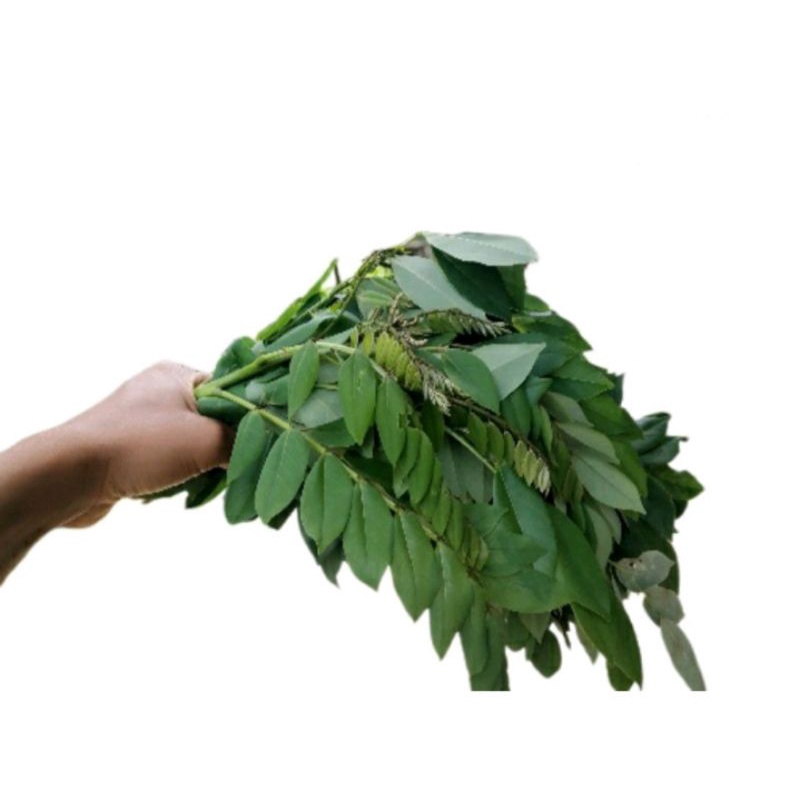 

DAUN GAMAL SEGAR 500 GRM