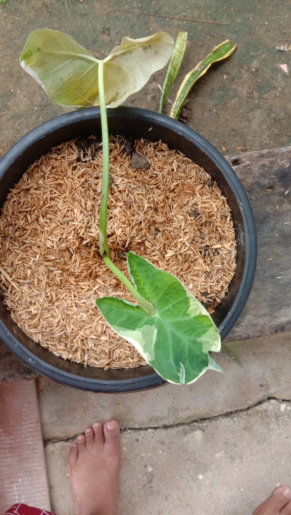 Tanaman Hias Keladi Tikus
