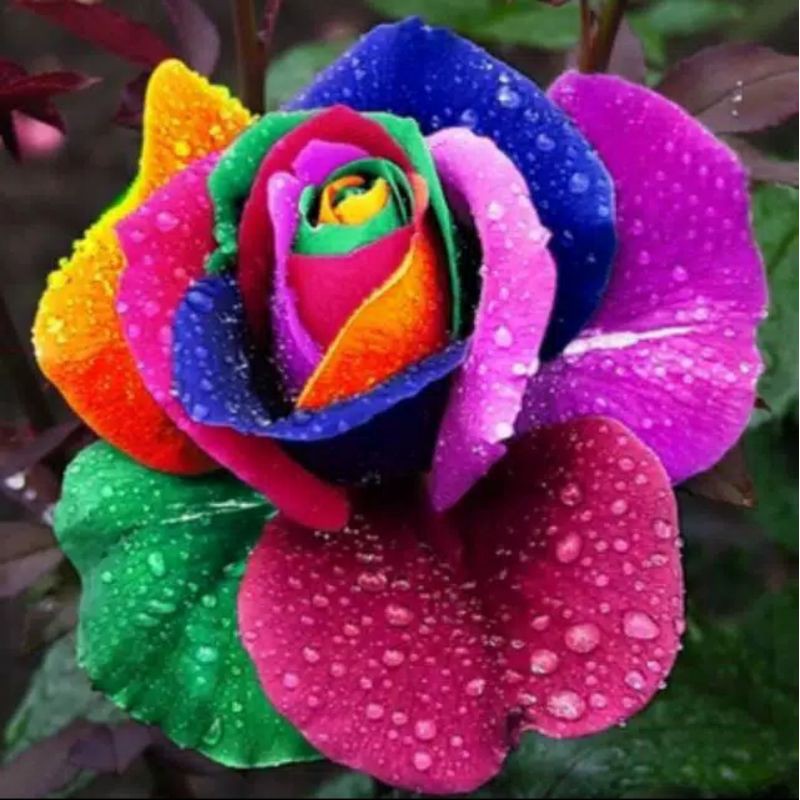 Benih Biji Bunga Mawar Pelangi Rainbow Rose Seed