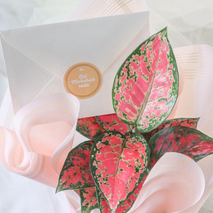 

Parcel Lebaran Living With Plant