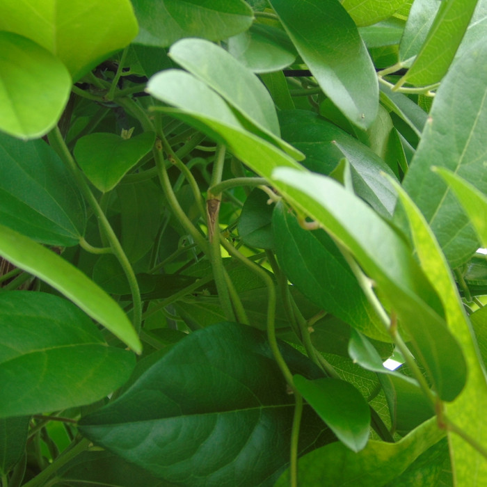 

Roxx.ea - .ea - .ea - Daun Cincau Rambat 1Kg