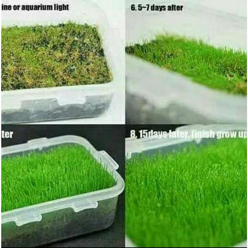 PROMO ISI 10ml Bibit tanaman Aquascape HAIR GRASS / Carpet seed / Tanaman air / Benih rumput aquascape / rumput aquarium