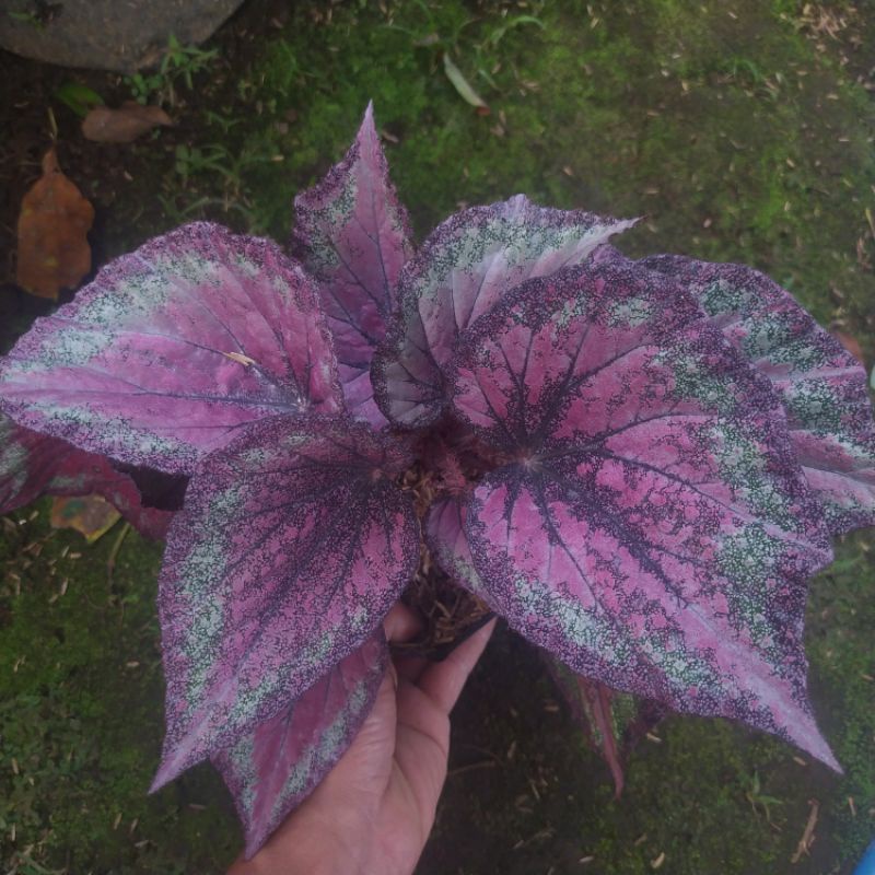 tanaman daun begonia rex pelangi