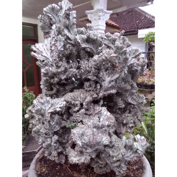 Kaktus Euphorbia Lactea Cristata / jengger varigata
