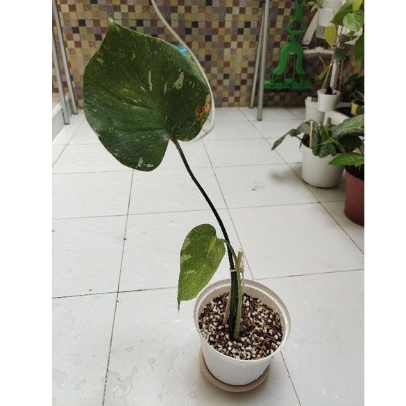 Monstera Thai Constellation