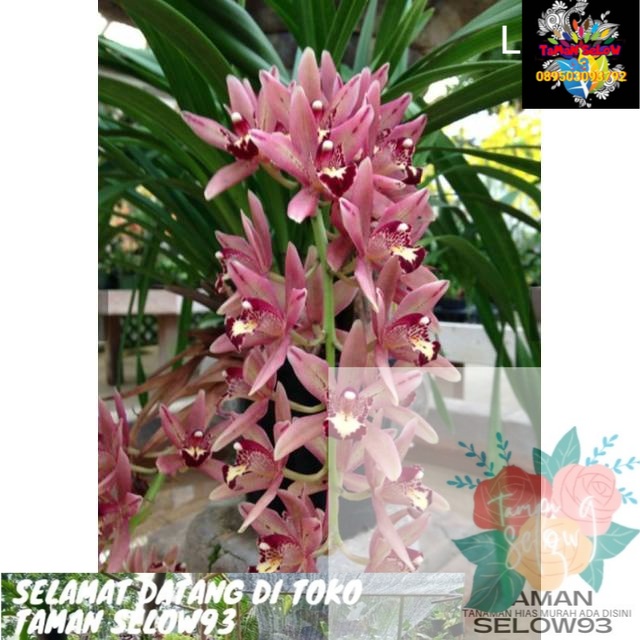 Anggrek cymbidium ( pink rose )