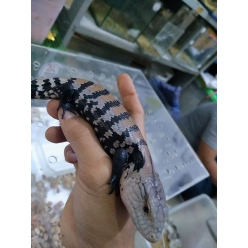 

Panana Halmahera