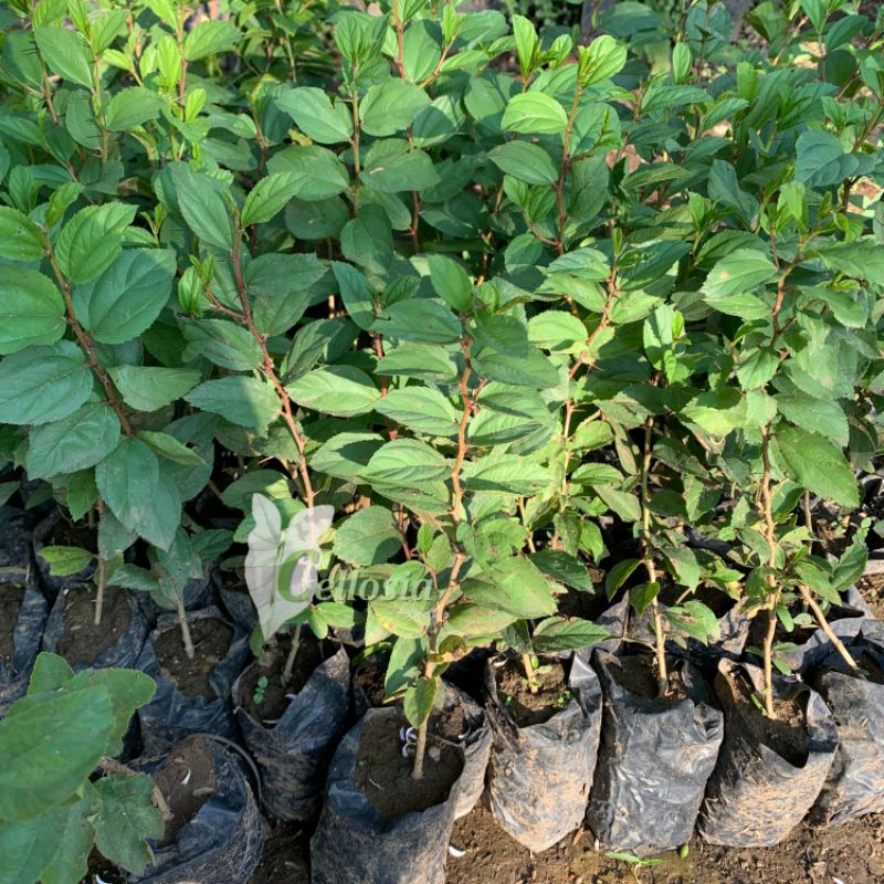 ID BIBIT TANAMAN POHON BIDARA ARAB ASLI DAUN BIDARA ARAB