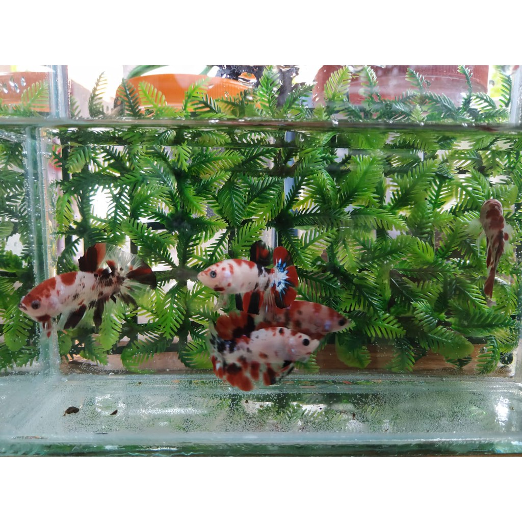 cupang nemo galaxy multicolour