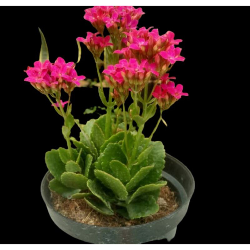 PAKET 4 WARNA TANAMAN COCOR BEBEK | KALANCHOE BLOSSFELDIANA | TANAMAN HIDUP ASLI BERKUALITAS, MURAH