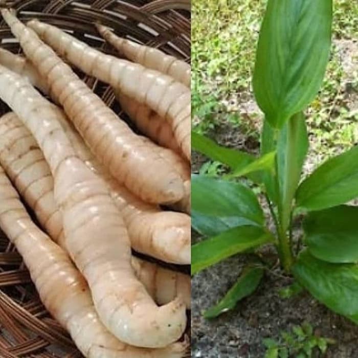

terabaru 1kg Umbi Garut segar / bukan tepung segar