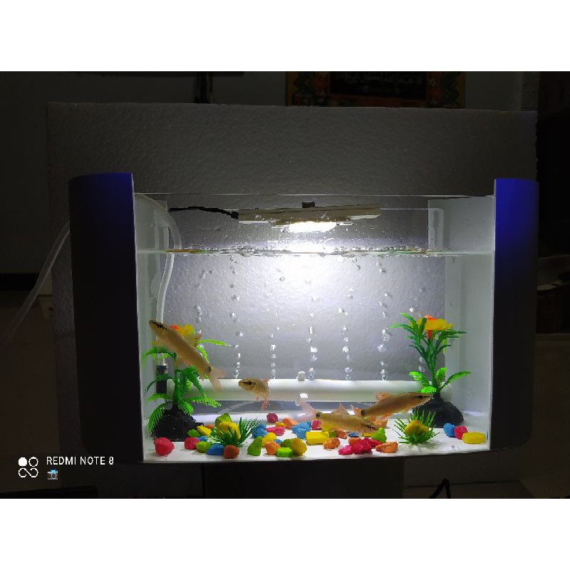 AQUARIUM MINI AKRILIK
