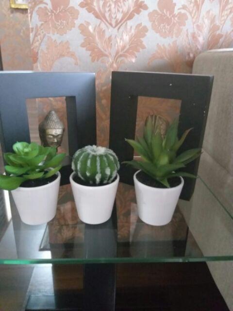 Suculent Set 3 Pcs
