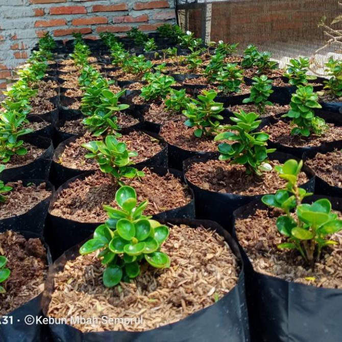 [KODE BARANG 656] Bibit Bonsai Dolar mangkok / mikro ori TERMURAH..