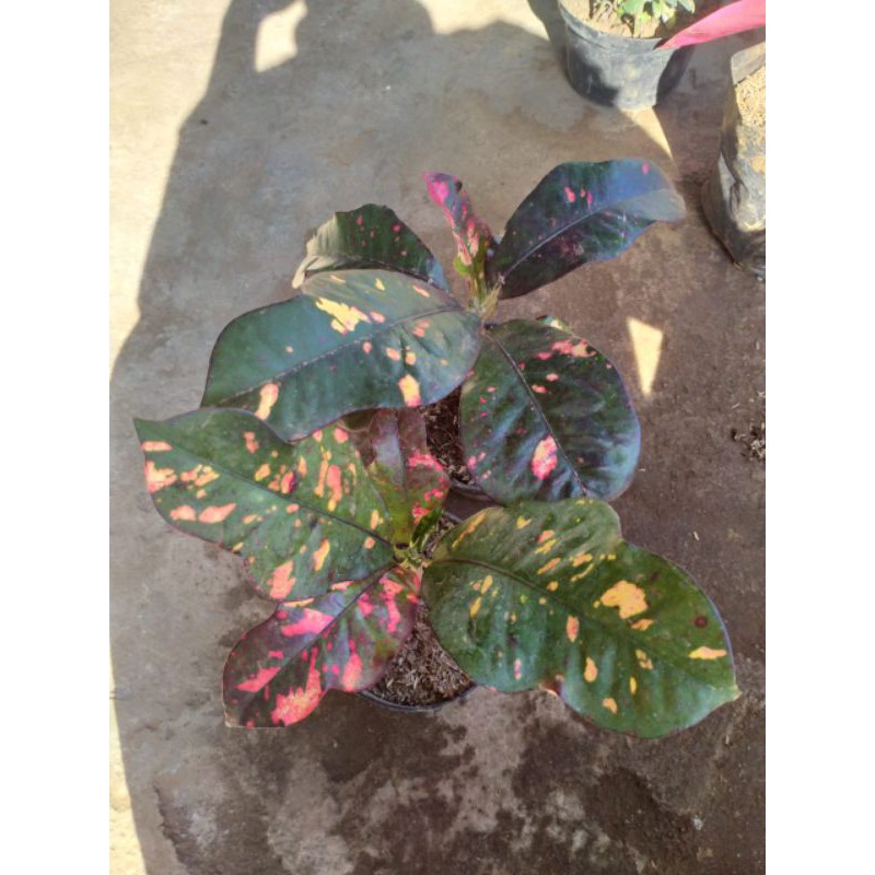 Tanaman hias puring kura kura corak merah cantik dan rimbun