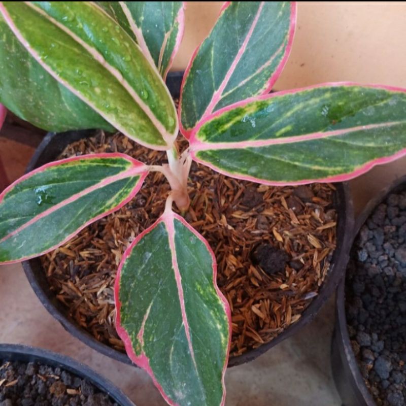 Tanaman Hias Aglonema Lipstik Pink - Siam Aurora Pink - Pohon Aglonema Lipstik