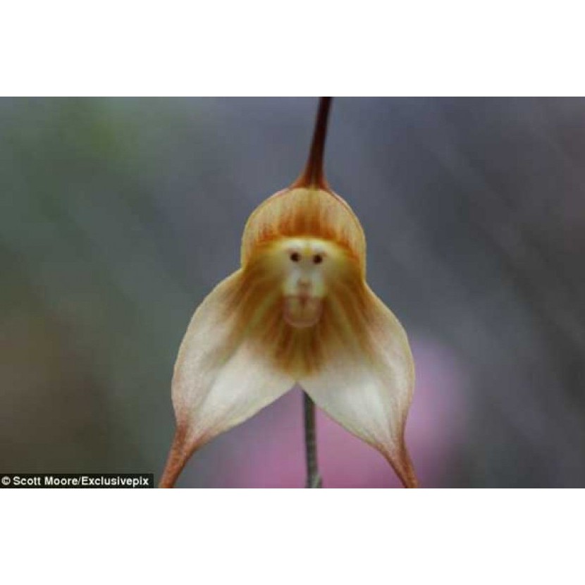 Bibit Benih Biji Bunga Anggrek Monyet - Benih Pohon Bunga Anggrek Monyet - Bunga Anggrek - COD