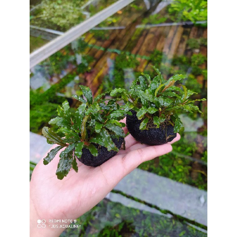 bucephalandra media wabikusa