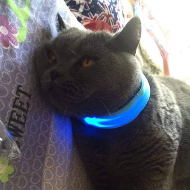 KALUNG HEWAN LED UNTUK KUCING ANJING DLL - RANTAI AKSESORIS PET