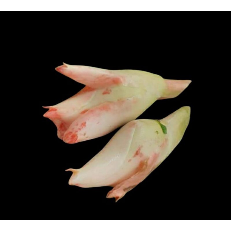 

Bunga kecombrang | kuncup kecombrang fres 1pcs