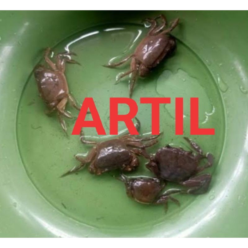 

kepiting sawah (PASTI DAPET BONUS)