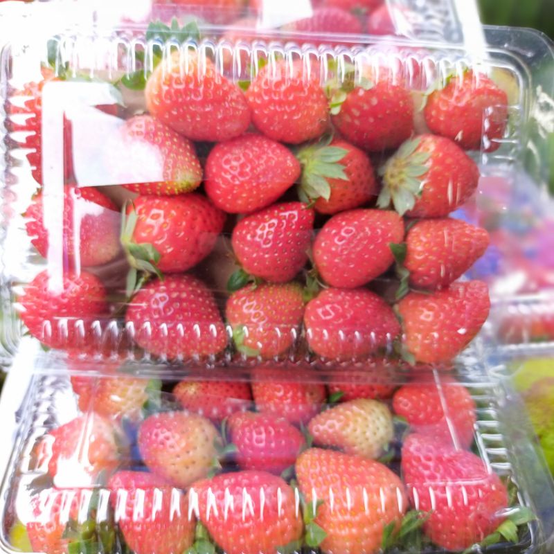 

Strawberry segar 1 box (+- 200 gram)