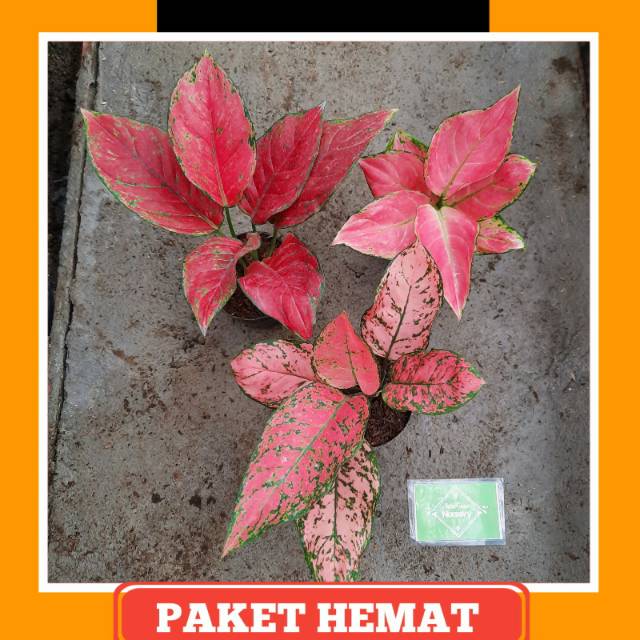 Paket hemat Aglaonema / Aglonema  ( Red venus, Pink Anjamani, Lady Valentine )