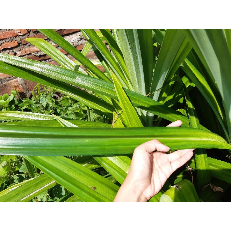 

Daun Pandan Wangi Segar Petik Dari Pohon 100% Organik