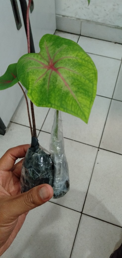 Keladi Joker / Keladi Hias Murah