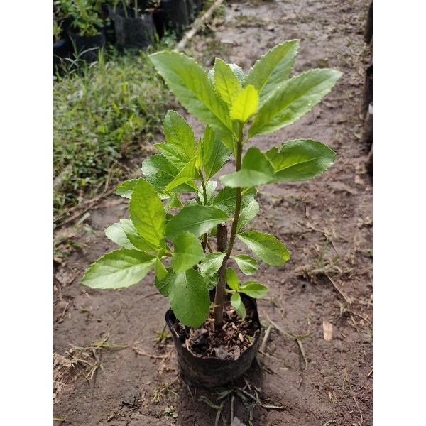 Bibit Tanaman Beluntas Pohon Beluntas Tanaman Daun Beluntas Bibit Daun Beluntas Lenabeau Lematosa