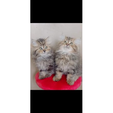 kucing kitten persia