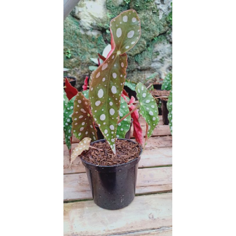 begonia polkadot putih