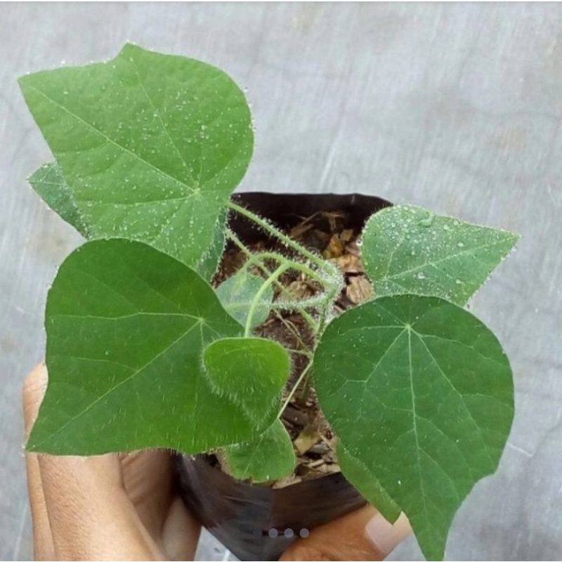 Bibit tanaman cincau bulu/Tanaman rambat daun cincau bulu