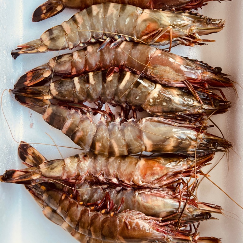 

Udang Windu Alam/Wild Tiger Prawn