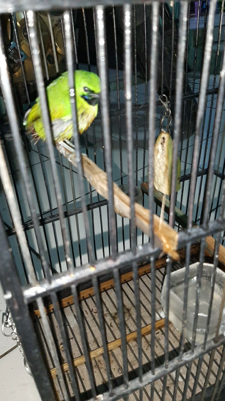 Chiprutbird Burung Cucak Ijo Mini Nopeng Shopee Indonesia