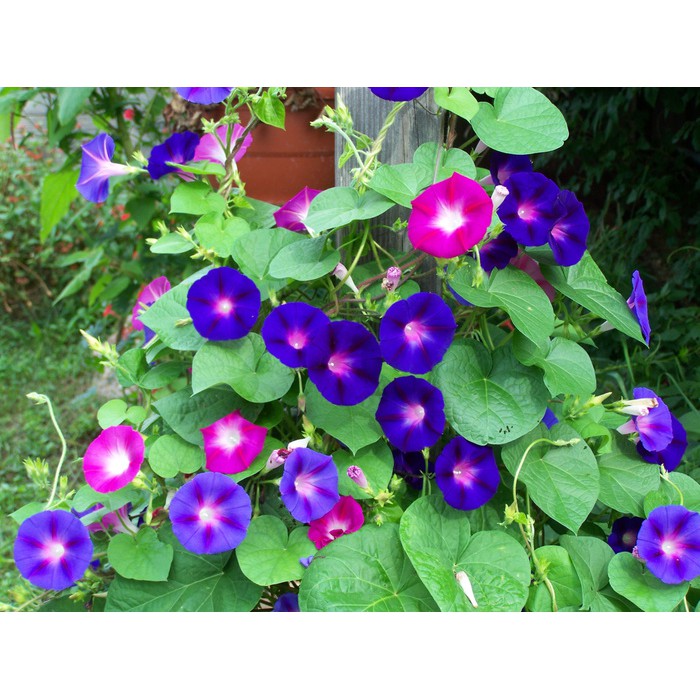 Benih Bunga MORNING GLORY MIXED 3 BIJI bibit bunga import F1 mr fothergills